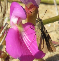 Torbenlarsenia gemella