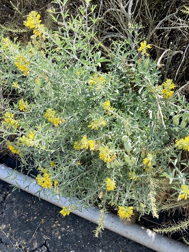 iNaturalist observation photo of Bladderpod