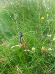 Libelloides coccajus