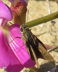 Torbenlarsenia gemella