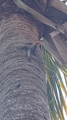 Agama picticauda