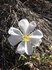 Oenothera albicaulis