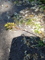 Capsella bursa-pastoris