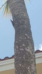 Agama picticauda