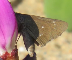 Torbenlarsenia gemella