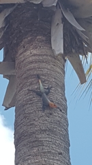 Agama picticauda