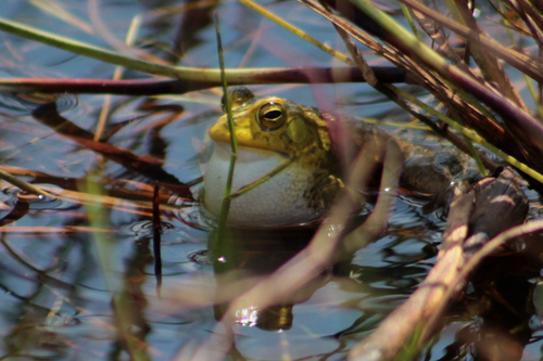 Lemaire's Toad
