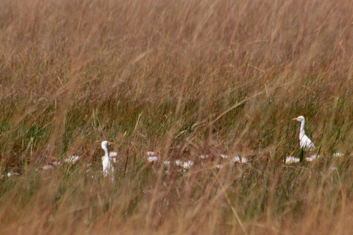 Western Cattle-Egret