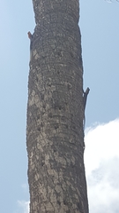 Agama picticauda