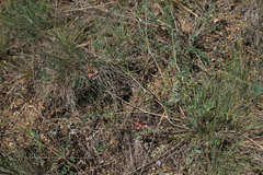 Onobrychis oxyodonta