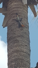 Agama picticauda