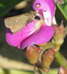 Torbenlarsenia gemella