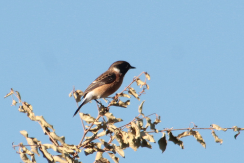 African Stonechat