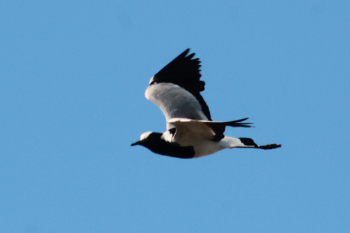 Blacksmith Lapwing