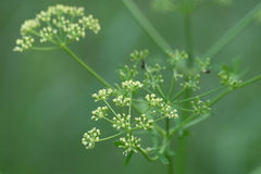 Polytaenia nuttallii