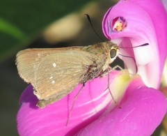 Torbenlarsenia gemella