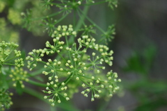 Polytaenia nuttallii