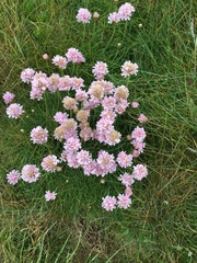 Armeria maritima maritima