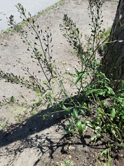 Capsella bursa-pastoris