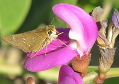 Torbenlarsenia gemella