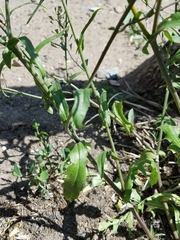 Capsella bursa-pastoris
