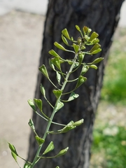 Capsella bursa-pastoris