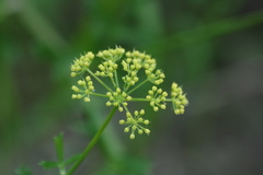Polytaenia nuttallii
