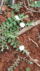 Evolvulus prostratus