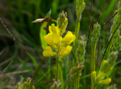 Genista sagittalis