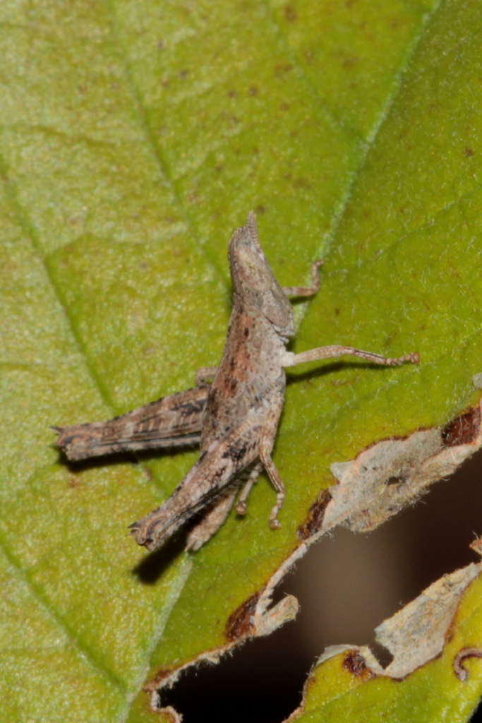 Stenothericles zambiae