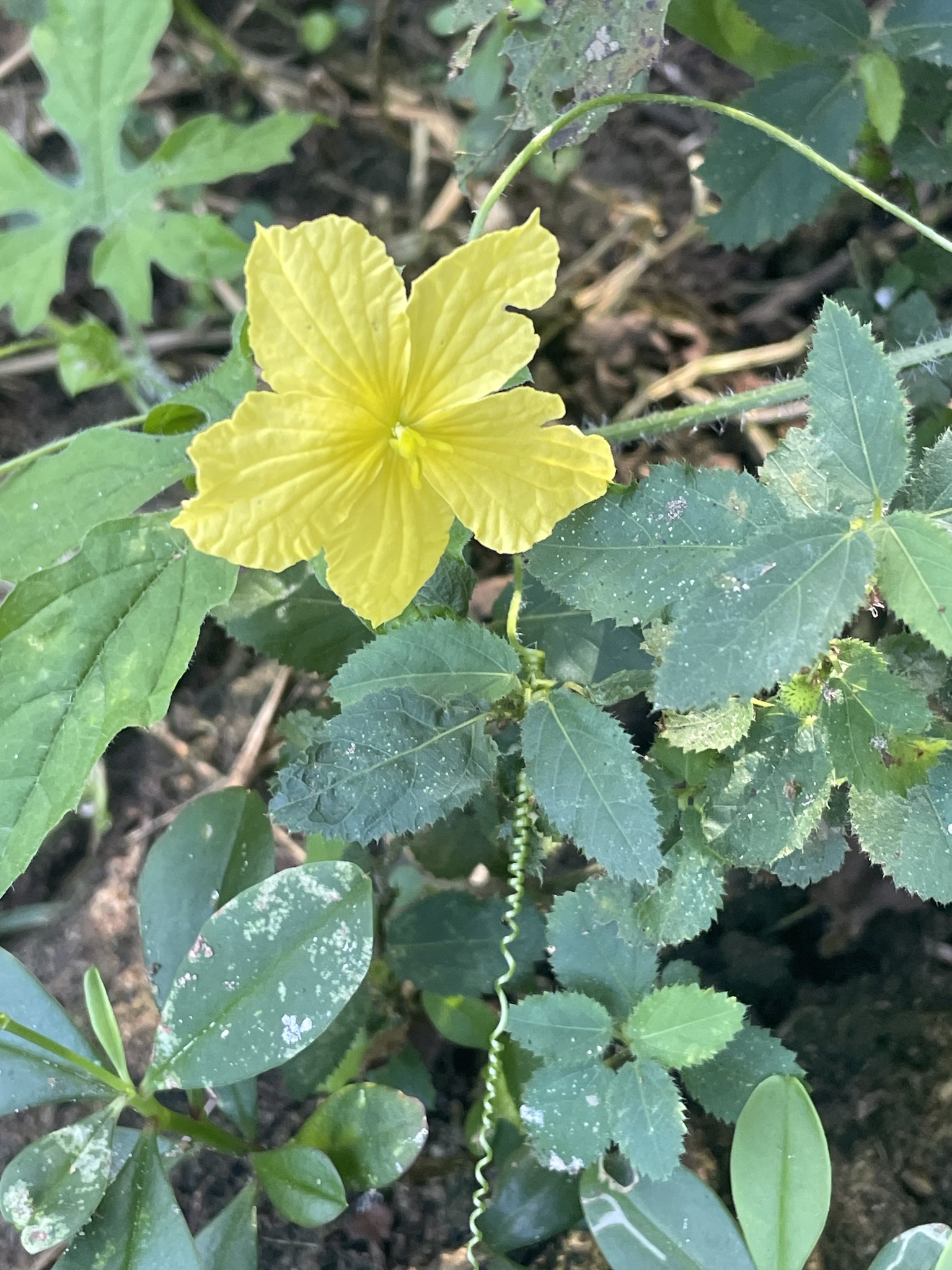 Momordica charantia