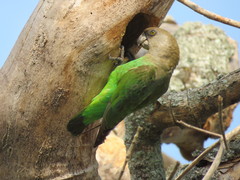 Poicephalus cryptoxanthus cryptoxanthus