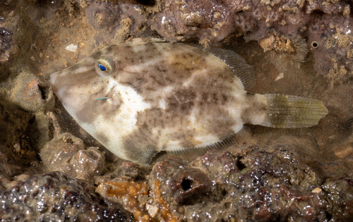 Threadsail filefish (Stephanolepis cirrhifer) — Monacanthidae — 5