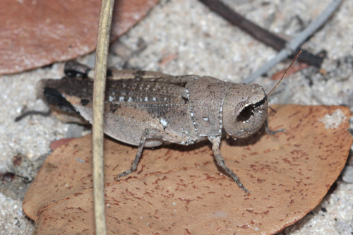 Cophohippus burri