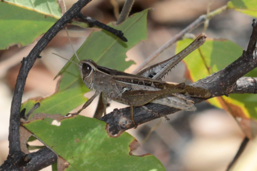 Metaxymecus gracilipes