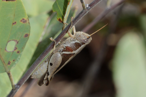 Phaeocatantops solitarius