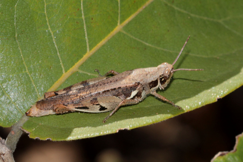 Catantops melanostictus