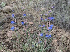 Penstemon rydbergii