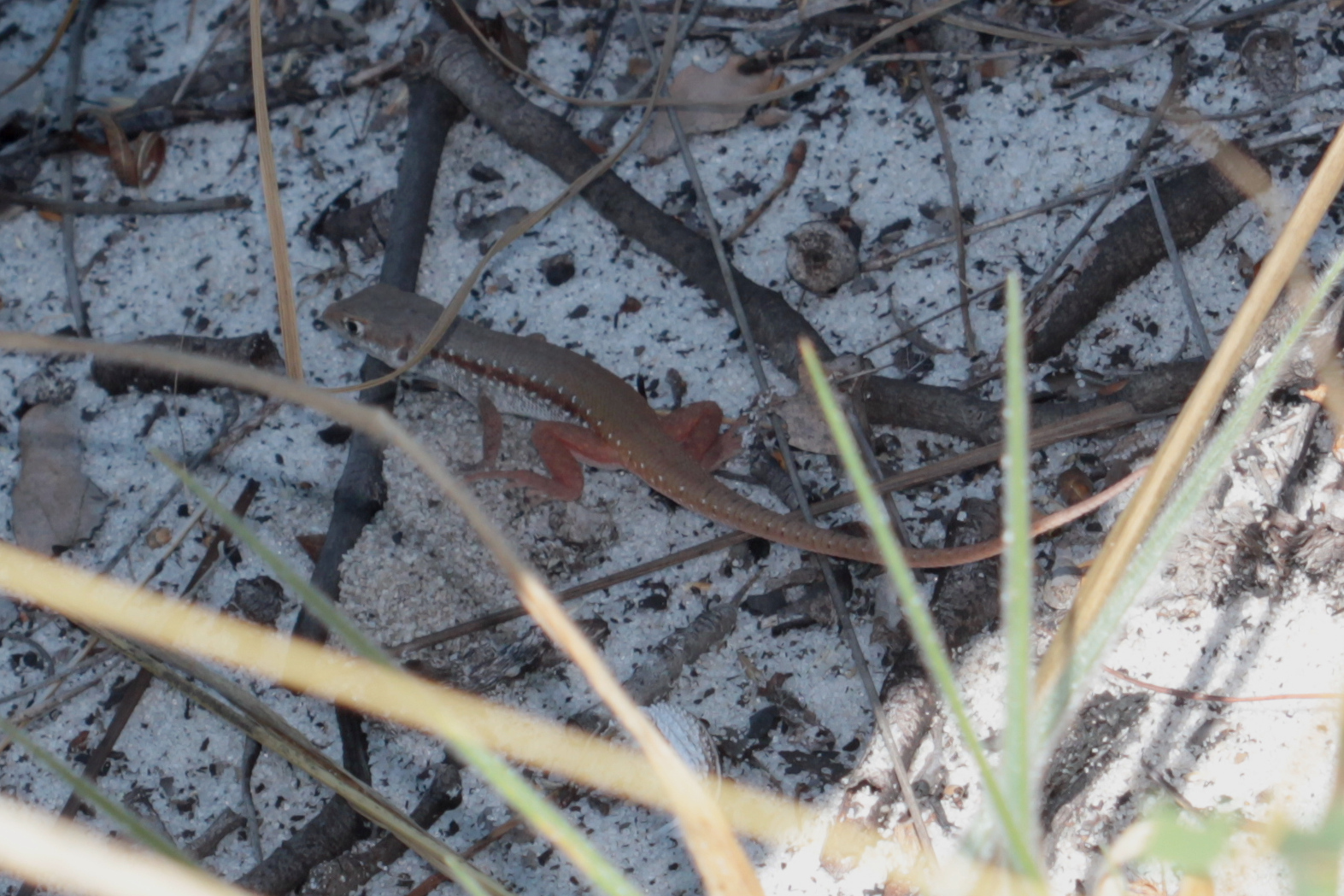 Caprivi Rough-Scaled Lizard photo 5