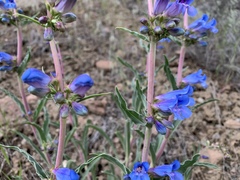 Penstemon rydbergii