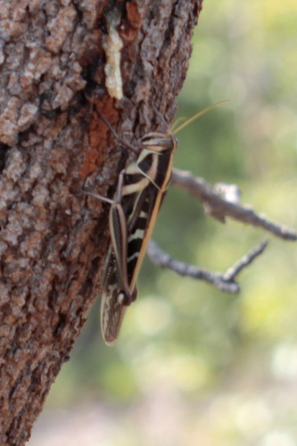 Ornithacris pictula