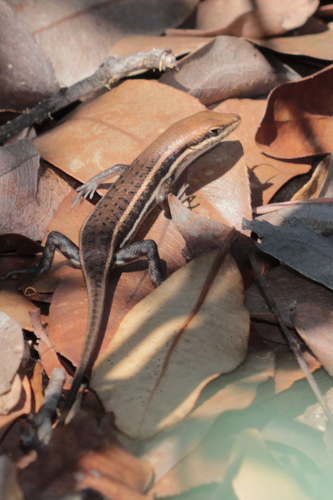 Damara Skink