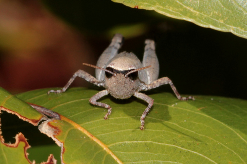 Cophohippus burri