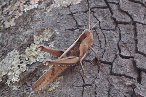 Garden Locust