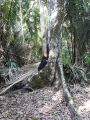 Brosimum alicastrum