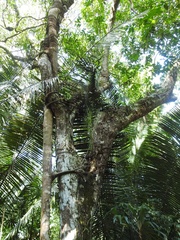 Brosimum alicastrum