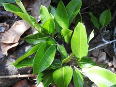 Brosimum alicastrum