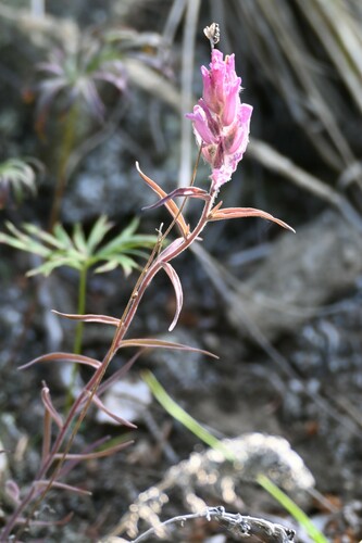 Image of Castilleja raupii by (c) Syd Cannings, some rights reserved (CC BY)