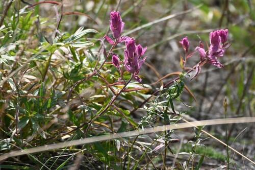 Image of Castilleja raupii by (c) Syd Cannings, some rights reserved (CC BY)