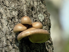 Pleurotus calyptratus